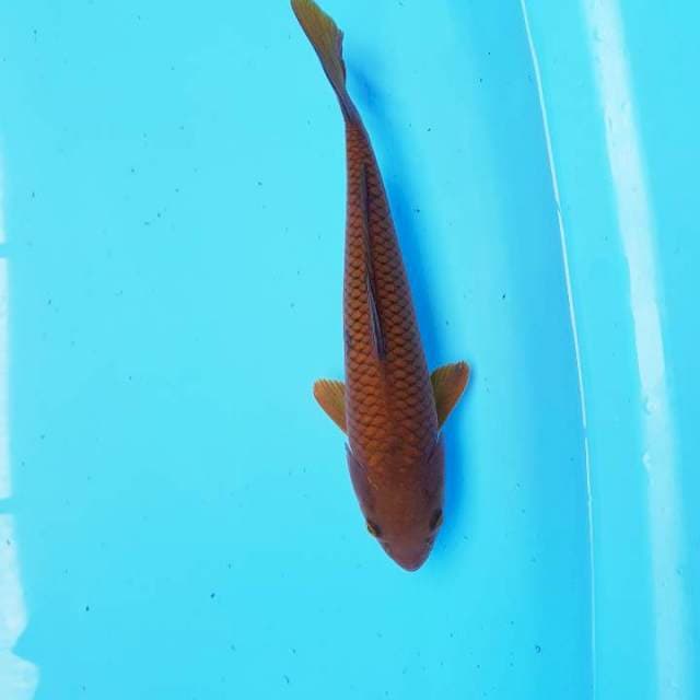 Cagoi