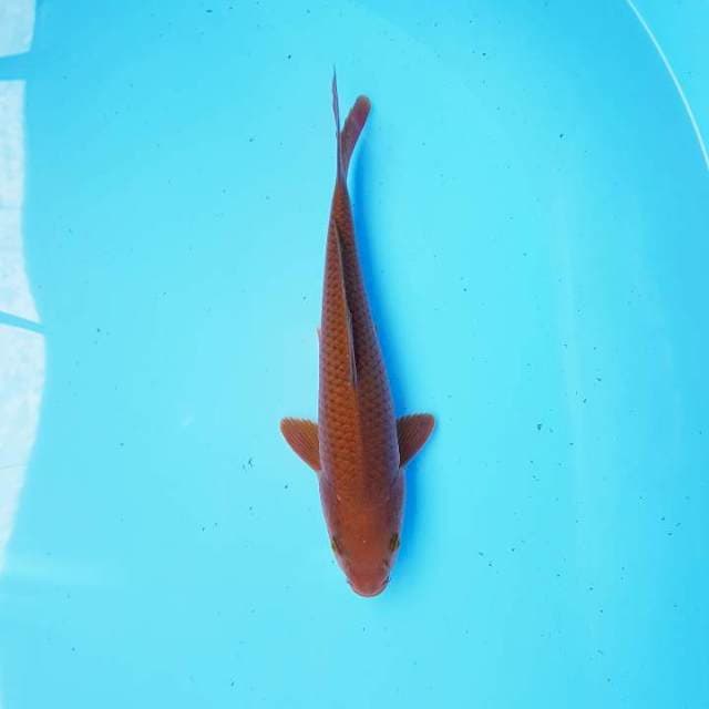Cagoi
