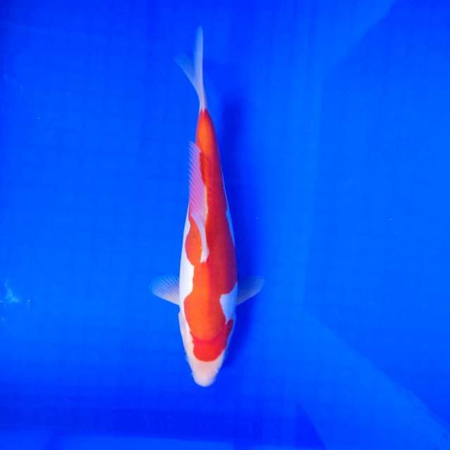 Kohaku doits 26 cm