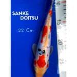 Sanke Doitsu
