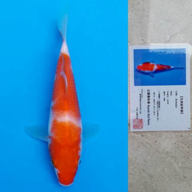 kondo kohaku 16cm serti