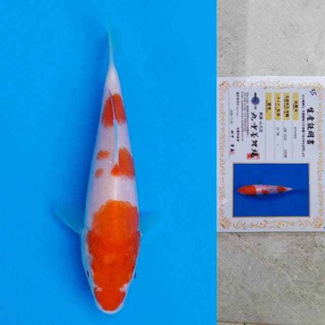 marujyu kohaku 15cm serti