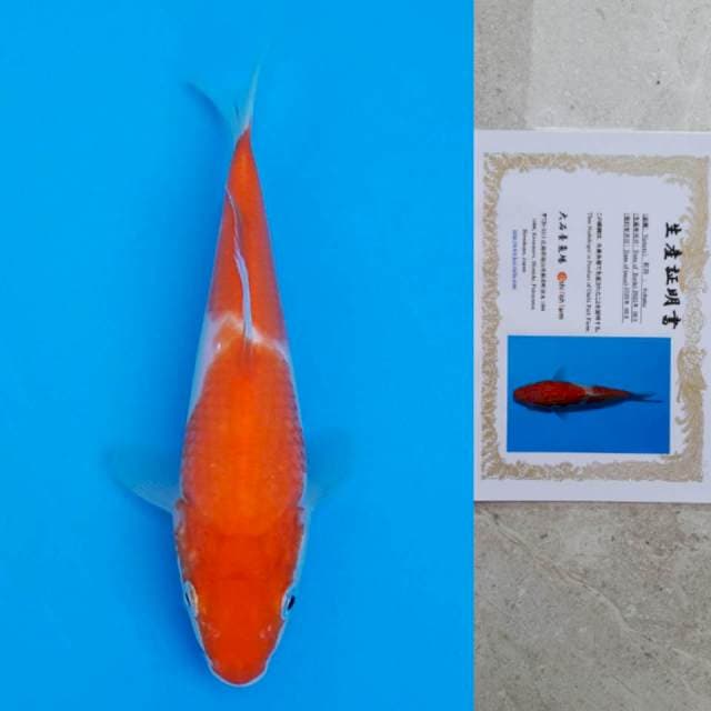 oishi kohaku 17cm serti