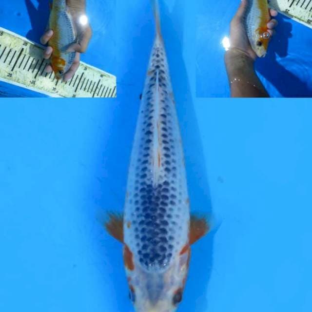 Asagi 21cm