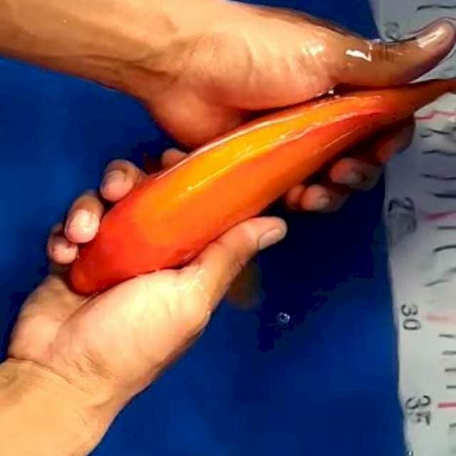 Benigoi Plus 