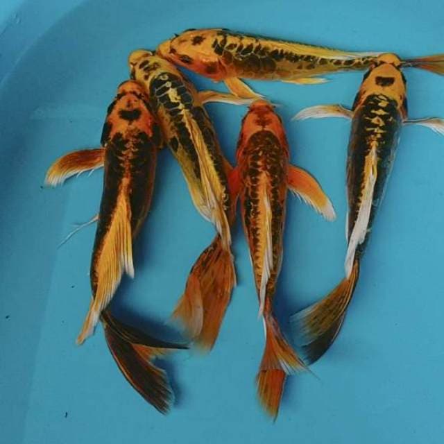 Paket 5ekor kumpay mishuo 26-30cm