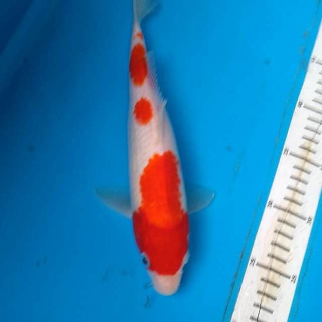 Kohaku