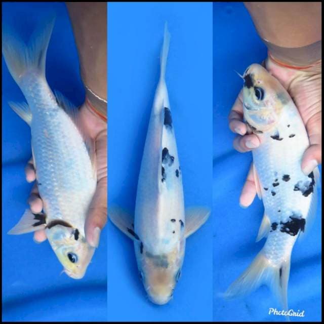 Shiro Tategoi ,26cm