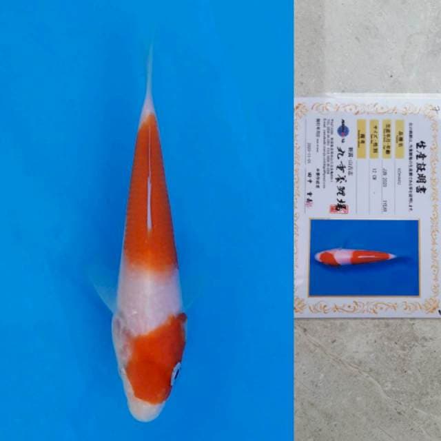 marujyu kohaku 12cm serti