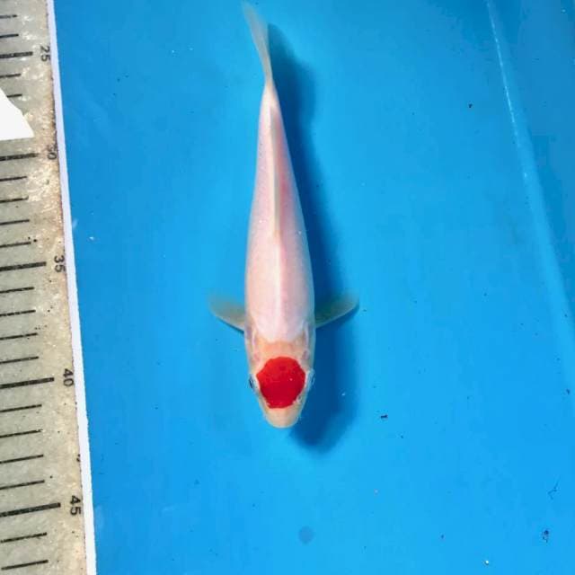 Tancho Kohaku, 19 cm