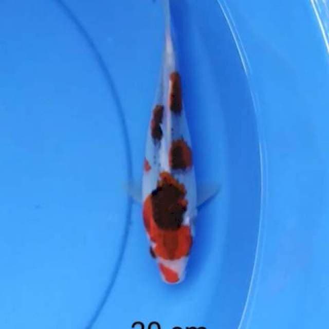 Kujaku jozz 20 cm