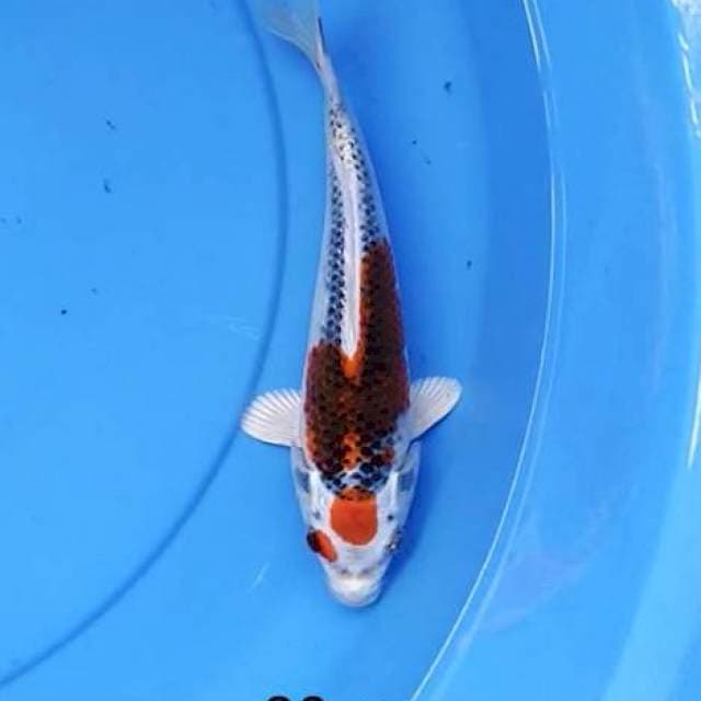 Tancho kujaku 20 cm