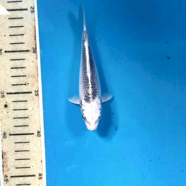 Kin Matsuba, 15 cm