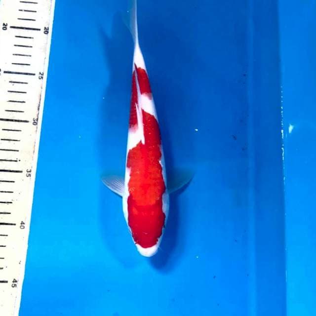 Kohaku, male 25 cm