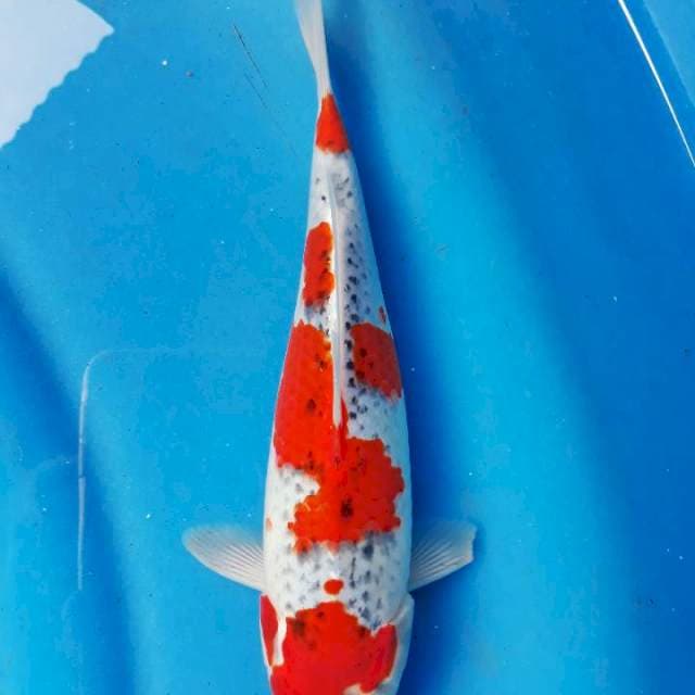 Ghosiki racing 26cm