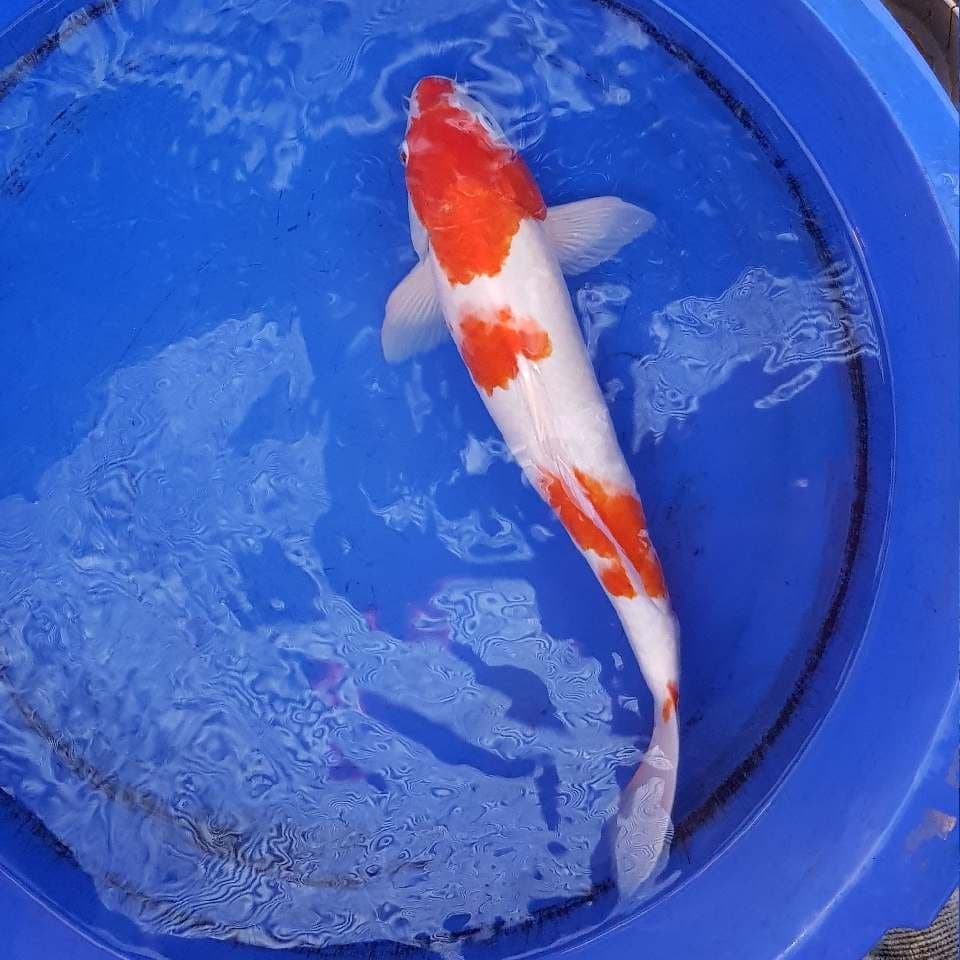Kohaku