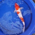 Kohaku