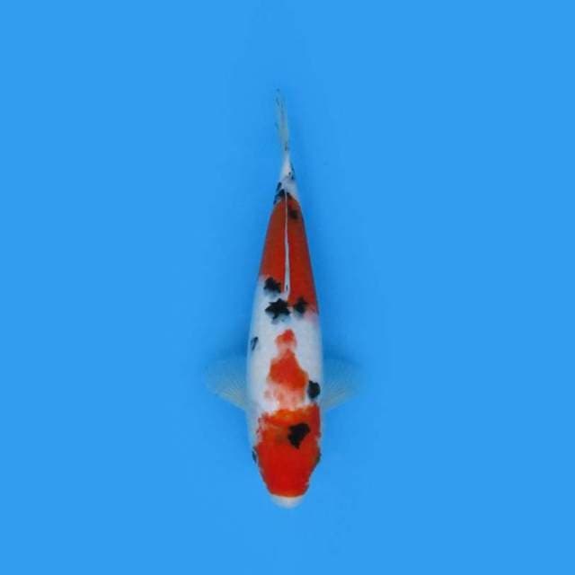 28CM - SANKE
