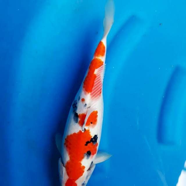 Sanke istimewa 35cm