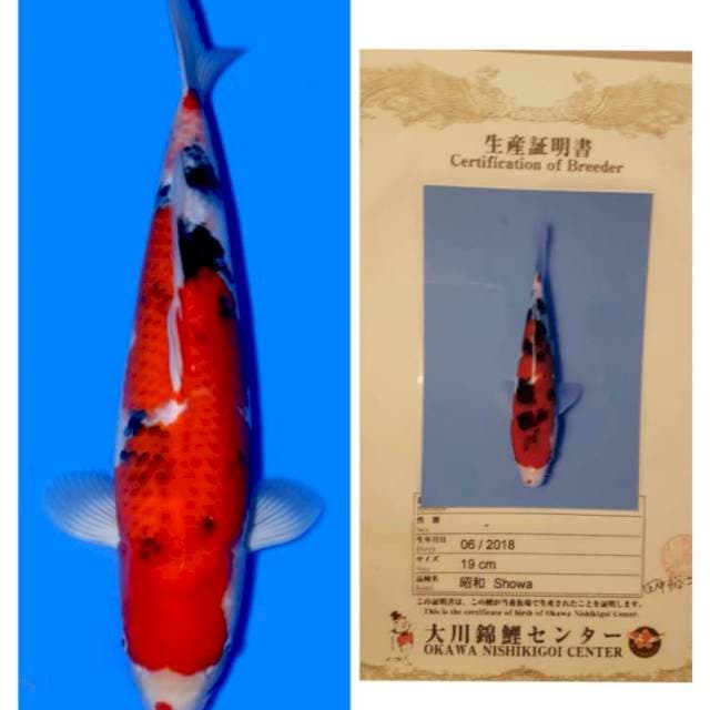 Showa okawa