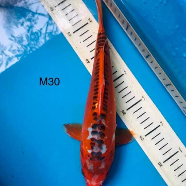 Hanna shusui MALE ,30CM