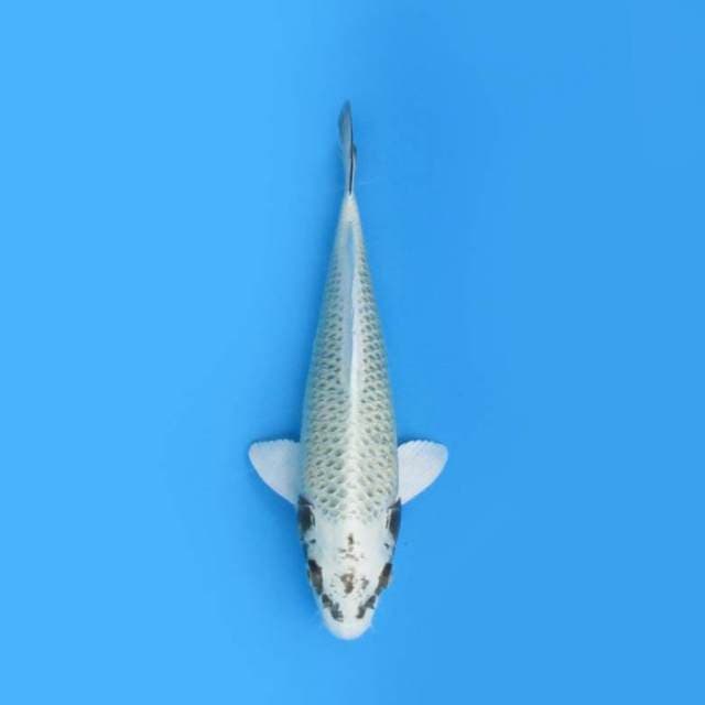 30CM - KAWARIMONO