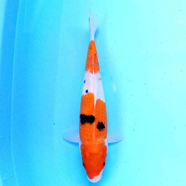 Sanke 24 cm