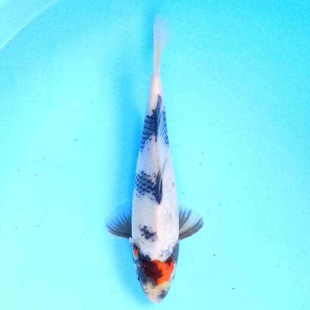 Tancho Showa 22 cm
