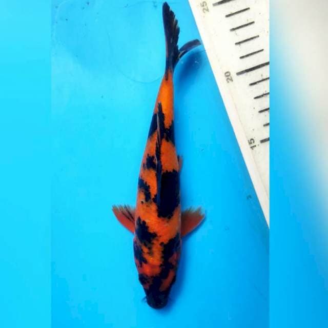 Hi utsuri, 20cm