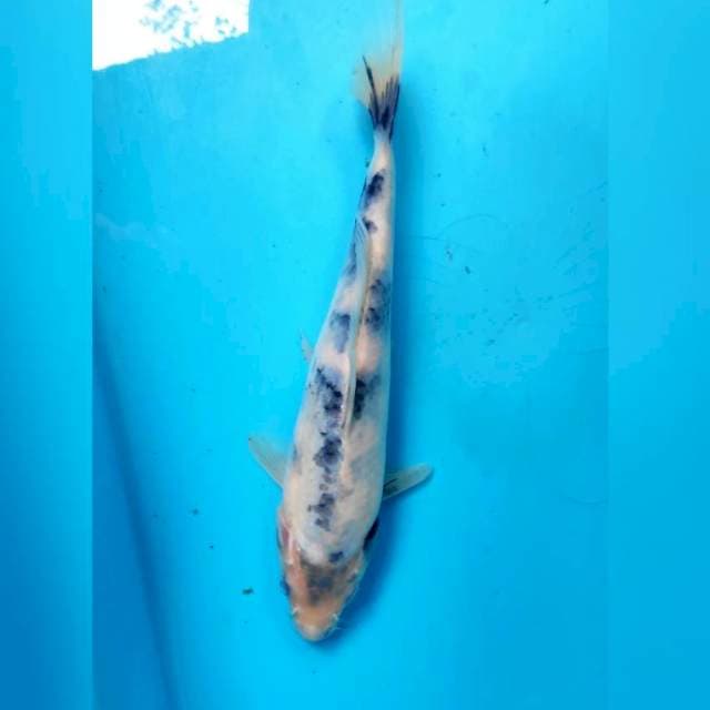 Shiro tategoi, 21cm