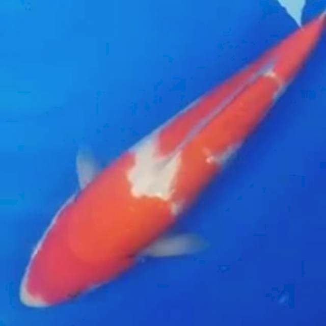 _kohaku 40cm