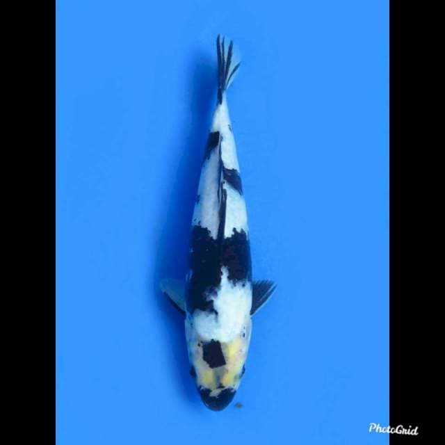 Shiro Utsuri , 24cm