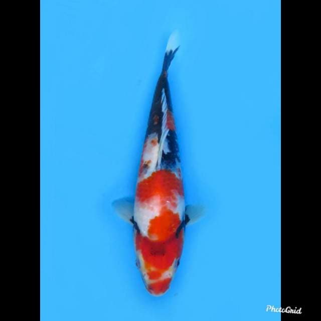 Jt Showa Tategoi , 24cm
