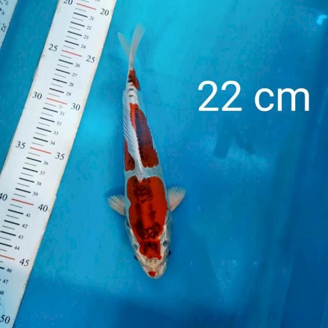 Kiko 22 cm