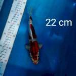 Kiko 22 cm