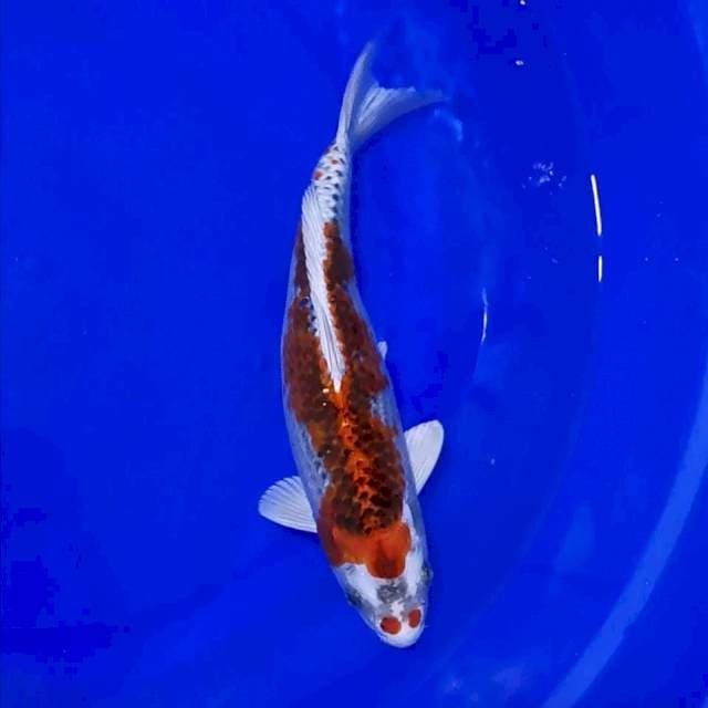 KUJAKU DOUBLE KUCIBENI 31CM
