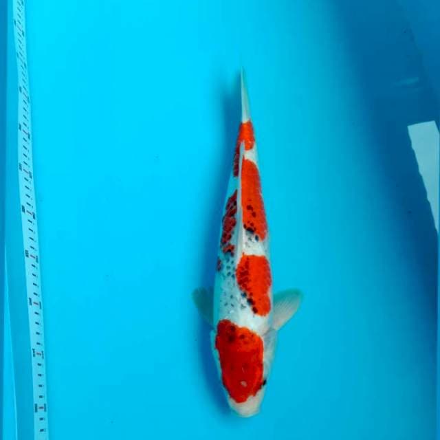 Goshiki 38cm male