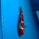 Goshiki 38cm male 