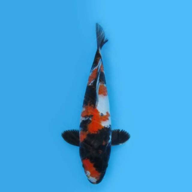 29CM - SHOWA