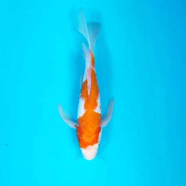 KUMPAY KOHAKU 25 CM
