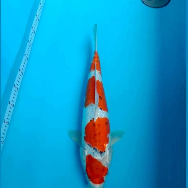 Goshiki doitsu 44cm male 