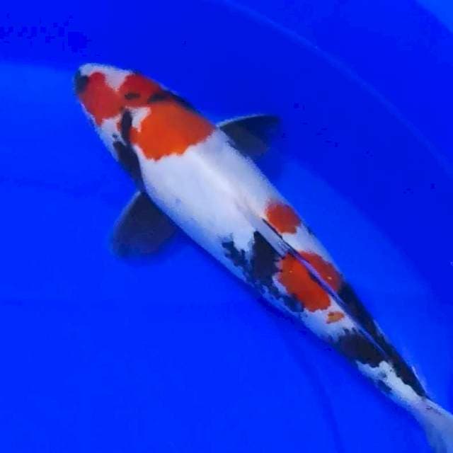 KINDAI SHOWA 33 CM