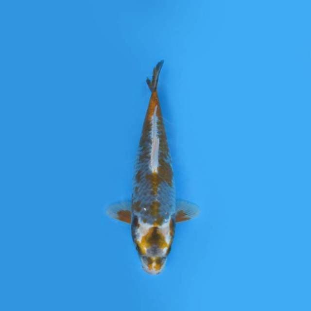 40CM - KAWARIMONO ANTIK