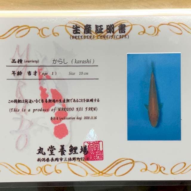 KARASHI IMPORT MARUDO SERTI 