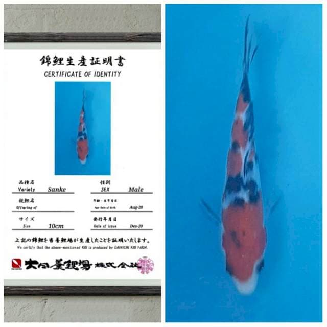 Sanke dainichi 15cm