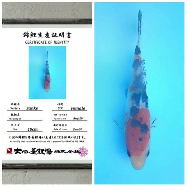 Sanke merah pekad 15bu import