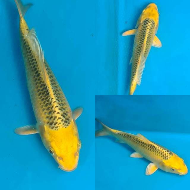 Matsuba 20bu
