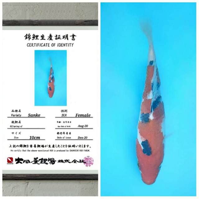 Super sanke dainichi 15cm