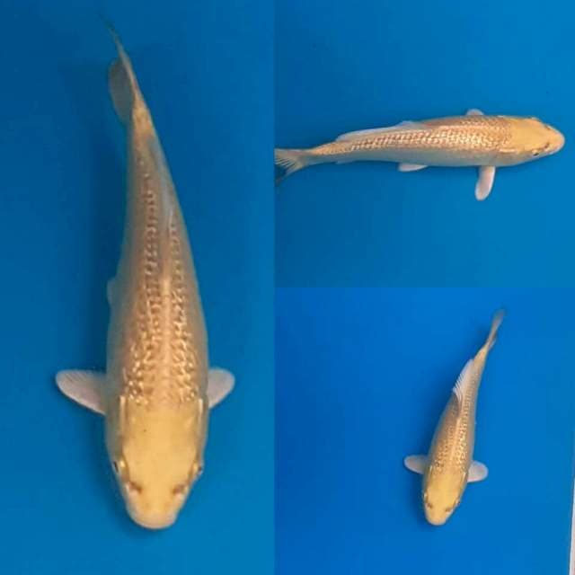 Yamabuki Ogon 20bu