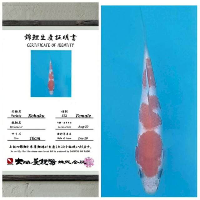Super kohaku dainichi 15bu